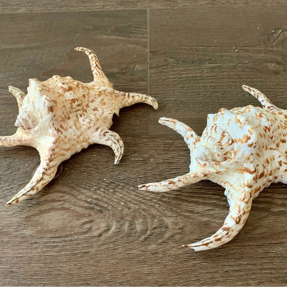 Chiragra Spider Conch Seashell - Picture 11 of 11